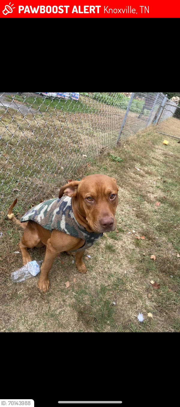 Lost Male Dog last seen Cumberland avenue , taken by animal control but when I went to search young Williams’s the same day he wasn’t there , Knoxville, TN 37916