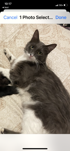 Lost Male Cat last seen Chevy Chase dr. And Glenmore Blvd , Glendale, CA 91206