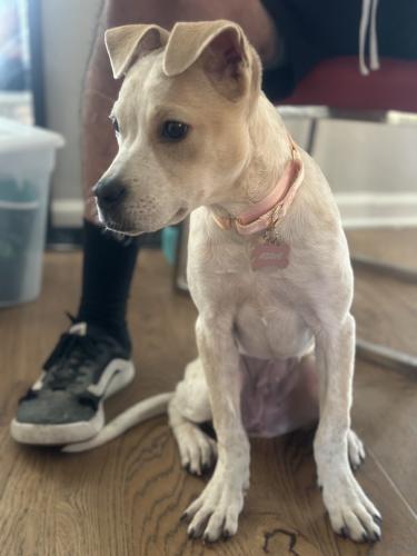 Lost Female Dog last seen Coronado Village, Universal City, TX 78148