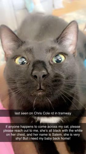 Lost Female Cat last seen Tramway , Sanford, NC 27332