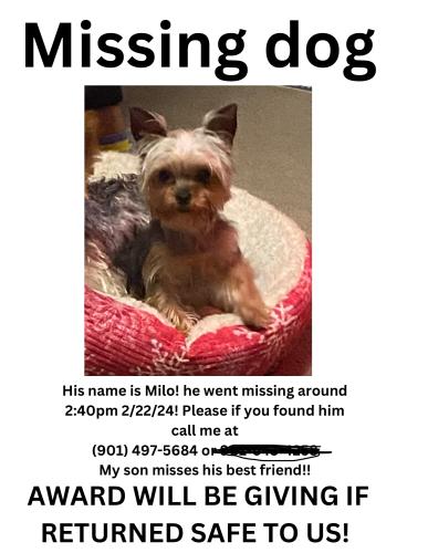 Lost Male Dog last seen Oakhaven mobile s, Memphis, TN 38118