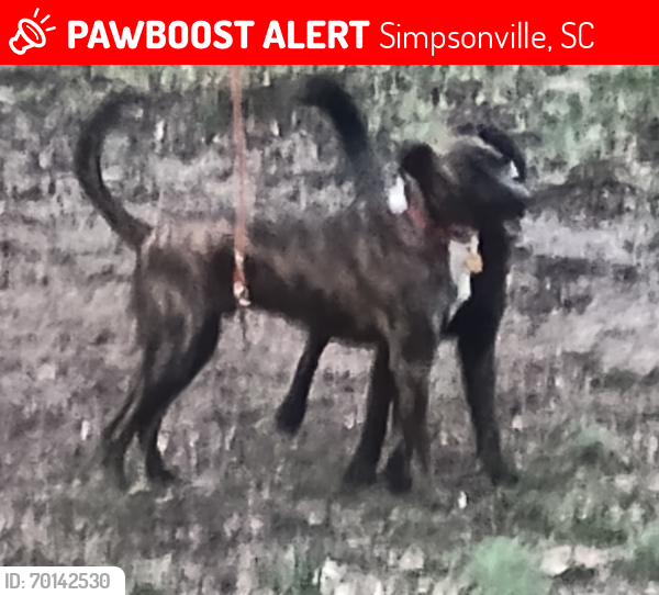 Lost Male Dog last seen Putman n jonesville, Simpsonville, SC 29681