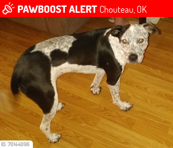 Lost Female Dog last seen Loves truck stop, Chouteau, OK 74337