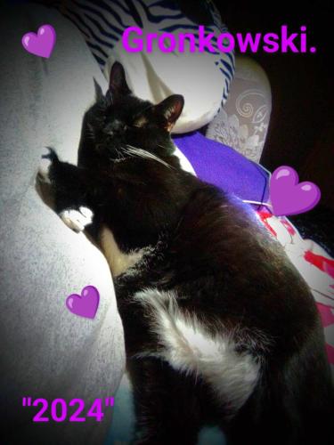 Lost Male Cat last seen Valvoline Mast Rd Manchester NH , Manchester, NH 03102