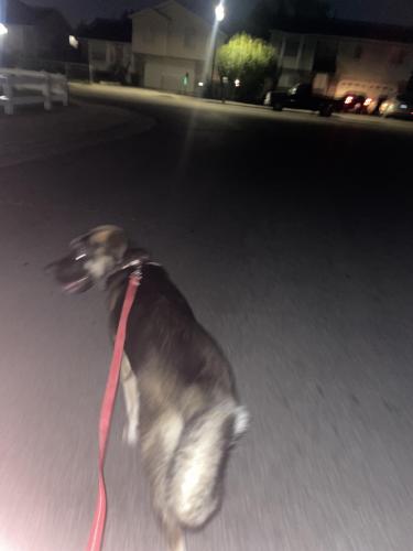 Lost Male Dog last seen By Jordan park , Salt Lake City, UT 84104