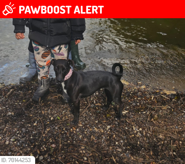 Lost Female Dog last seen Albert terrace nw10, Greater London, England NW10