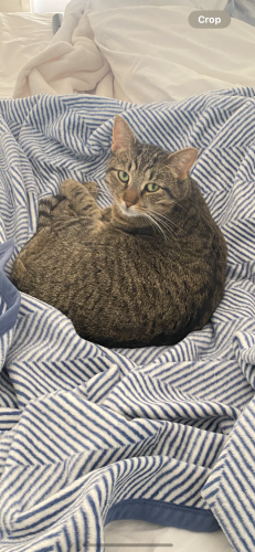 Lost Female Cat last seen Quarry oaks and Kinloch, College Station, TX 77845