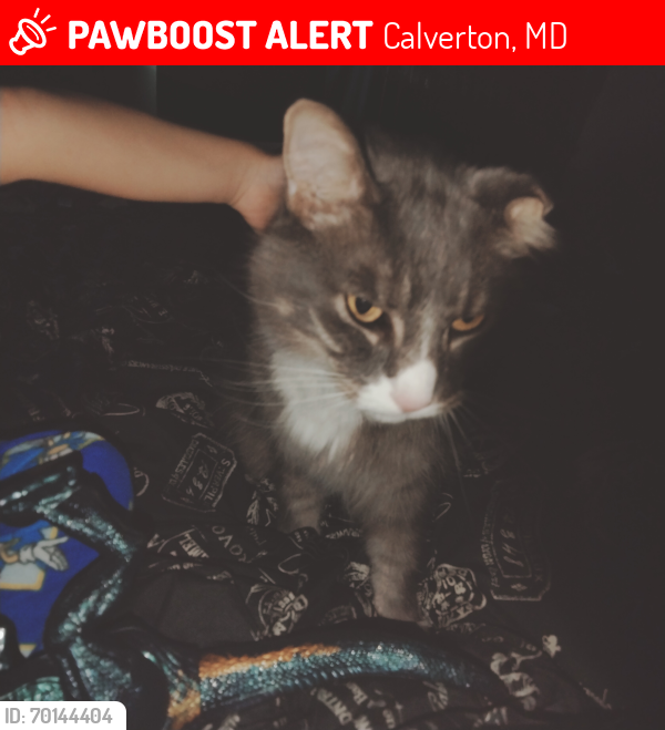 Lost Male Cat last seen Beltsville Dr and Calverton Blvd , Calverton, MD 20705