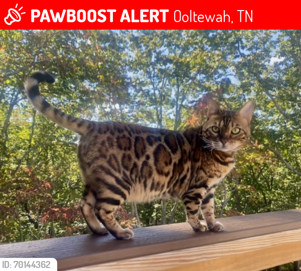 Lost Female Cat last seen Hamilton On Hunter neighborhood, Chandler Hill Rd x White Tail Ln, Ooltewah, TN 37363