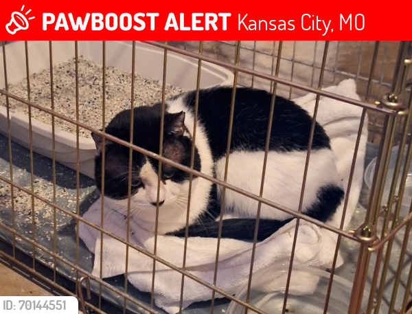 Lost Male Cat last seen McKinley & 93rd Place, Kansas City, MO 64138
