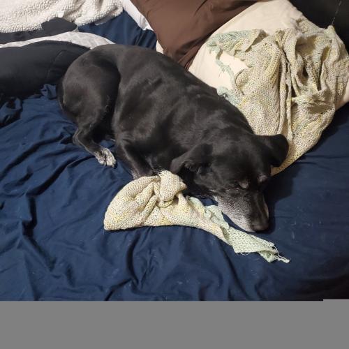 Lost Female Dog last seen Lilac arbor and red Wolf lane, Dacula, GA 30019