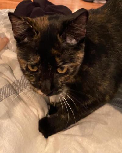Lost Female Cat last seen Victory Blvd and Hollywood Way, Burbank, CA 91505