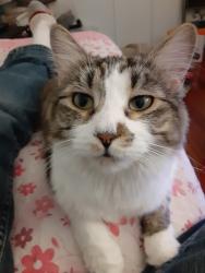 Lost Female Cat last seen Muirlands & La Paz in Agean Hills tract, Mission Viejo, CA 92691