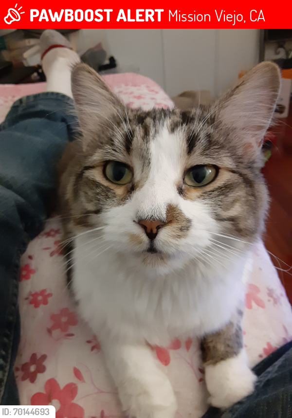 Lost Female Cat last seen Muirlands & La Paz in Agean Hills tract, Mission Viejo, CA 92691