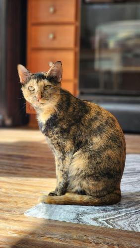 Lost Female Cat last seen Mclister Dr, College Station, TX 77845