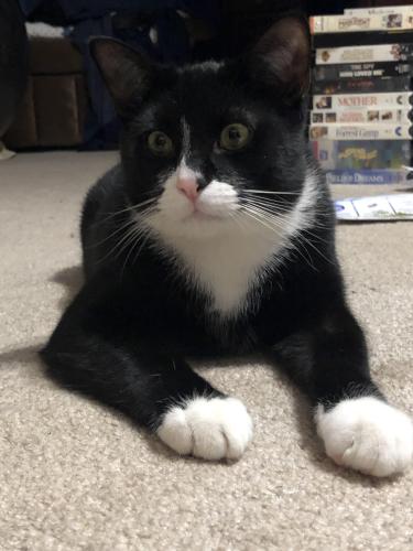 Lost Male Cat last seen County road 65 and128, Fremont, OH 43420