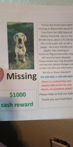 Lost Male Dog last seen Malloy prairie and cameron, Cheney, WA 99004