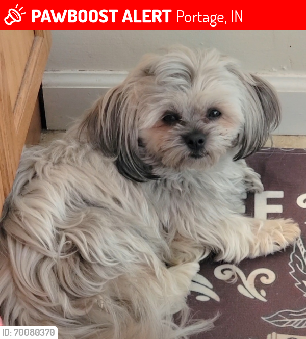 Lost Male Dog last seen Near Central Ave,  Portage IN 46368, Portage, IN 46368
