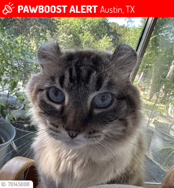 Lost Male Cat last seen Alta loma/nairn violet crown trail Austin Texas , Austin, TX 78749