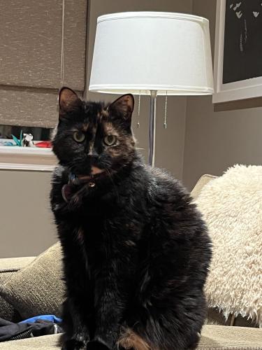 Lost Female Cat last seen 1st St South and S Columbus St.  , Arlington, VA 22204