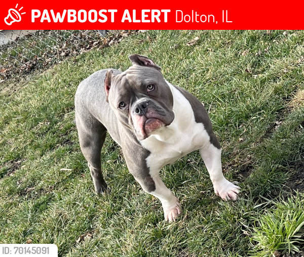 Lost Male Dog last seen 156th & Minerva , Dolton, IL 60419