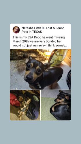 Lost Male Dog last seen Near Ethel Ave Waco TX , Waco, TX 76707