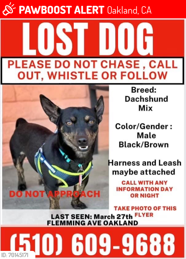Lost Male Dog last seen 62nd ave. and Brann St, Oakland, CA 94601