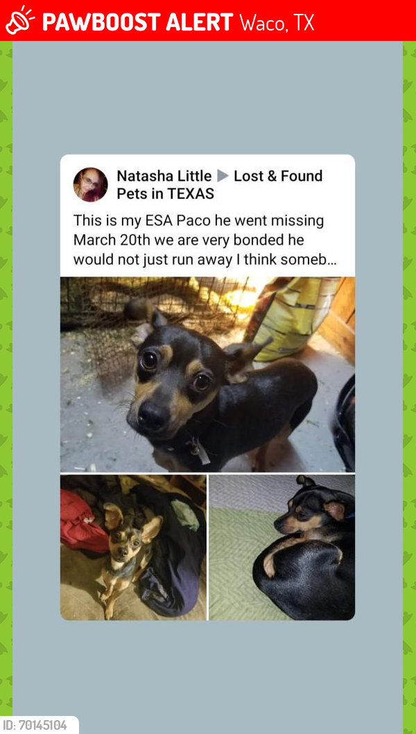 Lost Male Dog last seen Near Ethel Ave Waco TX , Waco, TX 76707