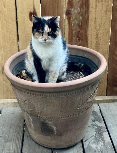 Lost Female Cat last seen Capitol Ave and 26th street, Sacramento, CA 95816