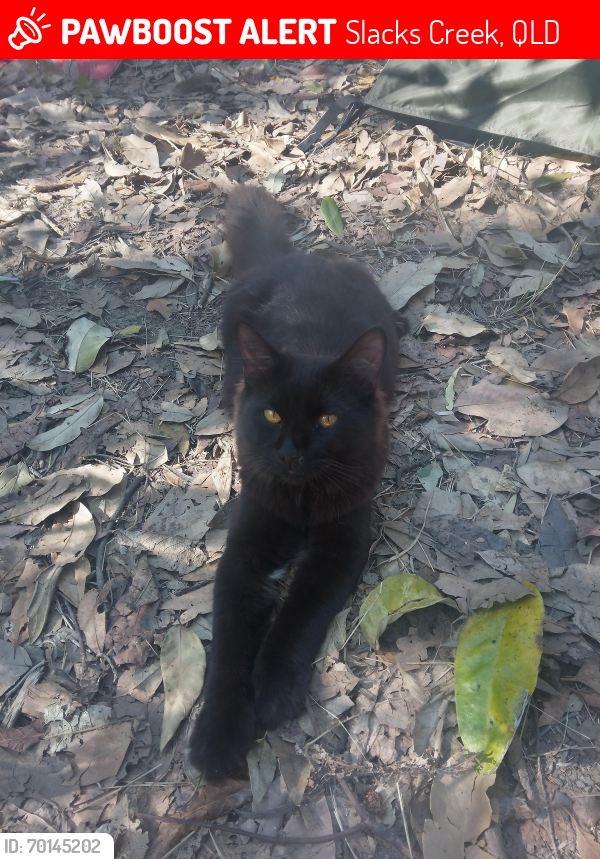 Lost Male Cat last seen The creek on queens road Kingston , Slacks Creek, QLD 4127