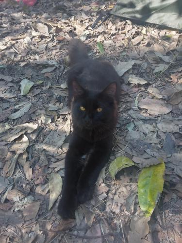 Lost Male Cat last seen The creek on queens road Kingston , Slacks Creek, QLD 4127