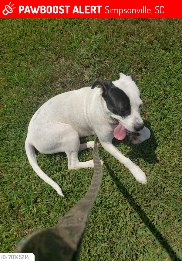 Lost Female Dog last seen West Georgia rd & Fork Shoals rd, Simpsonville, SC 29681