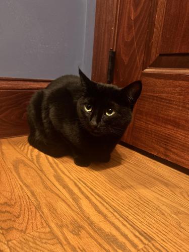 Found/Stray Male Cat last seen S Station German Village, Columbus, OH 43215