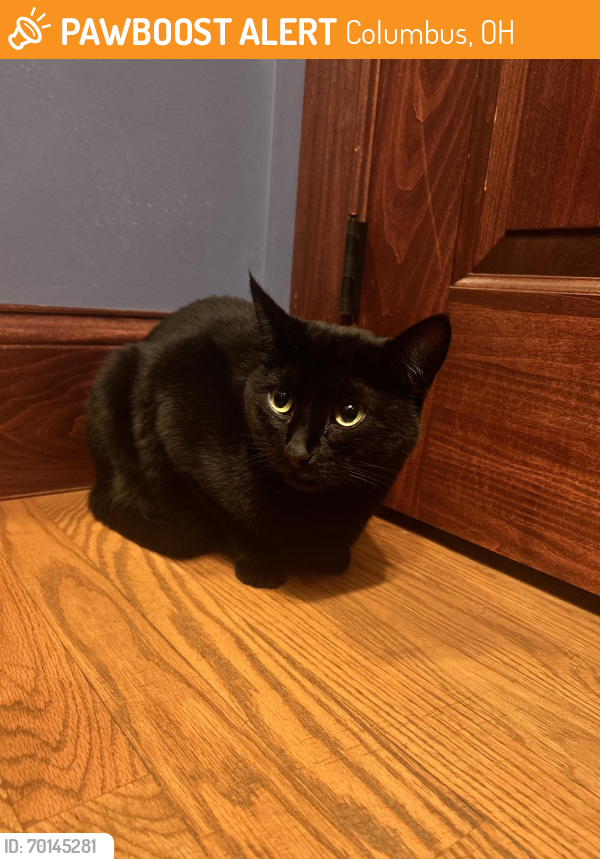 Found/Stray Male Cat last seen S Station German Village, Columbus, OH 43215