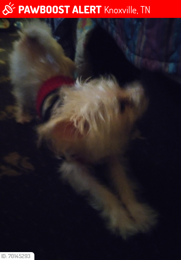 Lost Male Dog last seen Strawberry plains pike and Asheville Hwy, Knoxville, TN 37924