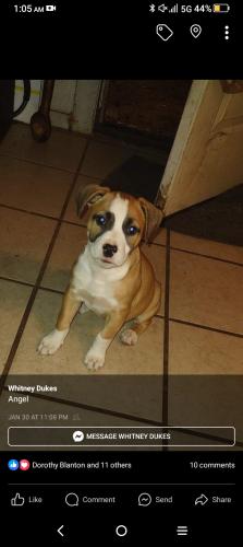 Lost Female Dog last seen Turnertown tx, Overton, TX 75684
