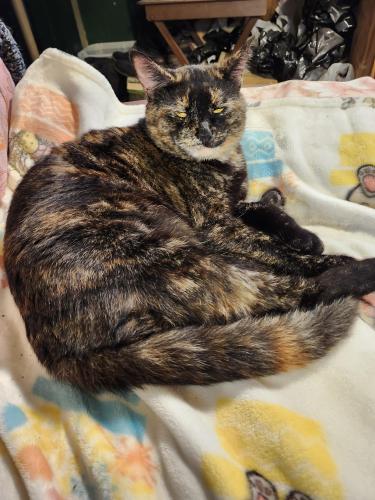 Lost Female Cat last seen Lark st & Lewis stt, parallel to Ft. Stockton a block from Pioneer park, San Diego, CA 92103