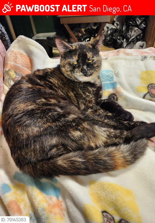 Lost Female Cat last seen Lark st & Lewis stt, parallel to Ft. Stockton a block from Pioneer park, San Diego, CA 92103