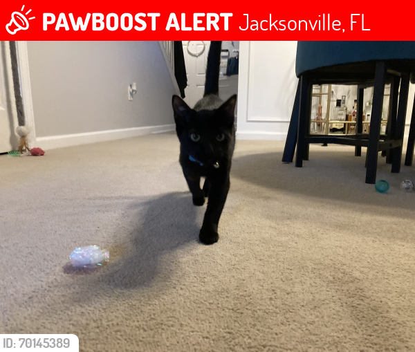 Jacksonville, FL Lost Male Cat, Mr Darcy Is Missing PawBoost