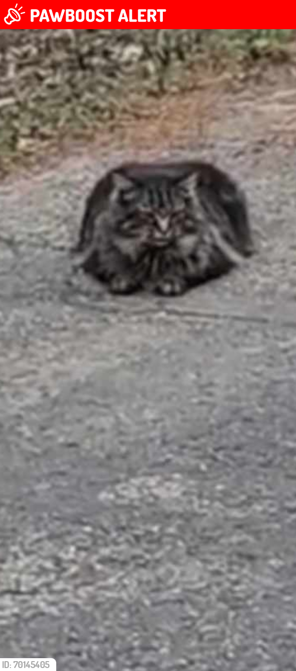 Lost Male Cat last seen Drake road macedonia road , Cuyahoga County, OH 44146