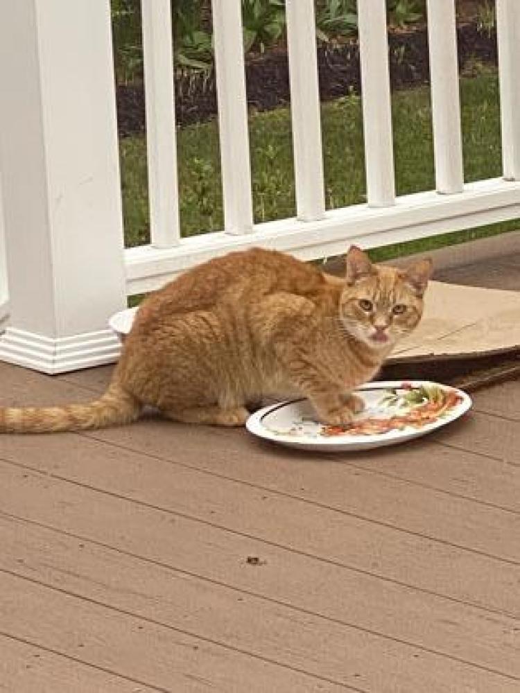 Shelter Stray Male Cat last seen Fairfax, VA, 22030, Orchard Street, Fairfax City, VA, Fairfax, VA 22032