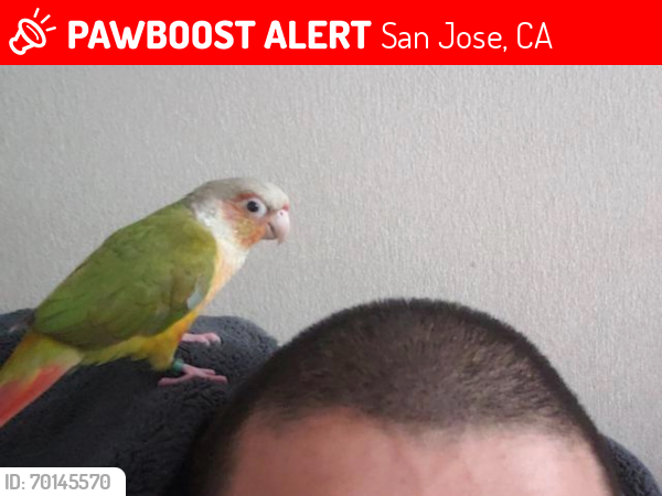 Lost Female Bird last seen Woodard Road , San Jose, CA 95124