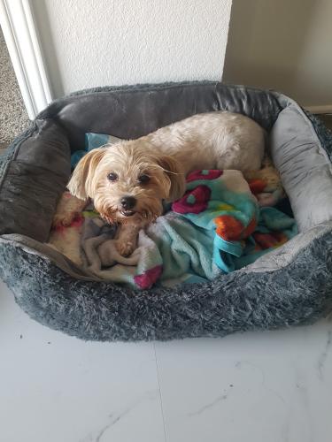 Lost Female Dog last seen Ads clodine and bellaire , Houston, TX 77083
