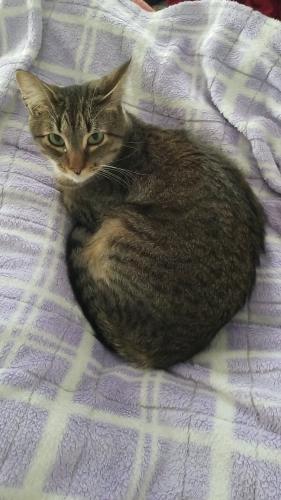 Lost Female Cat last seen Near S Colorado St 24153, Salem, VA 24153