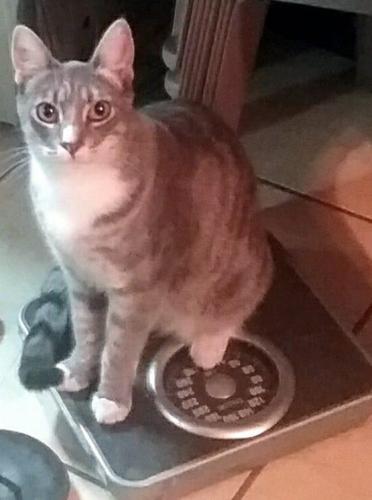 Lost Female Cat last seen 7th St and 8th St, Gilroy, CA 95020
