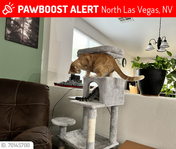 Lost Male Cat last seen Washburn and Camino el Norte , North Las Vegas, NV 89031