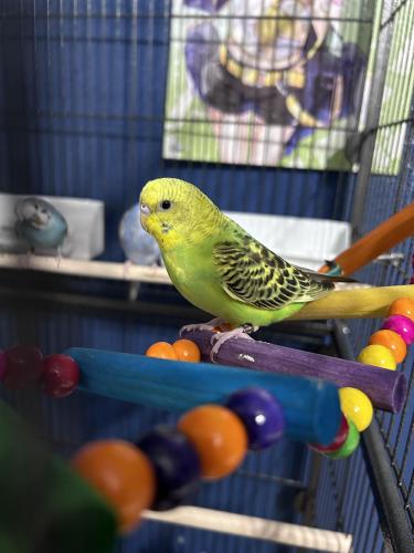 Lost Female Bird last seen Gaspachitos Snack shop and HEB Boca Chica, Brownsville, TX 78521