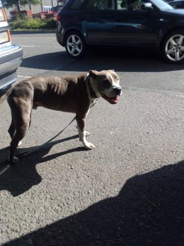 Lost Male Dog last seen Near 9th Ave SW, Seattle, WA 98106
