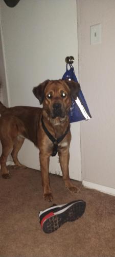 Lost Male Dog last seen Big Texan RV ranch , Amarillo, TX 79104