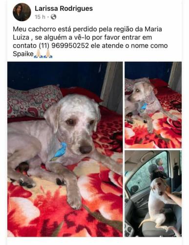 Lost Male Dog last seen Travessa Leopoldina Maria de Campos , Cidade Líder, SP 08280-280